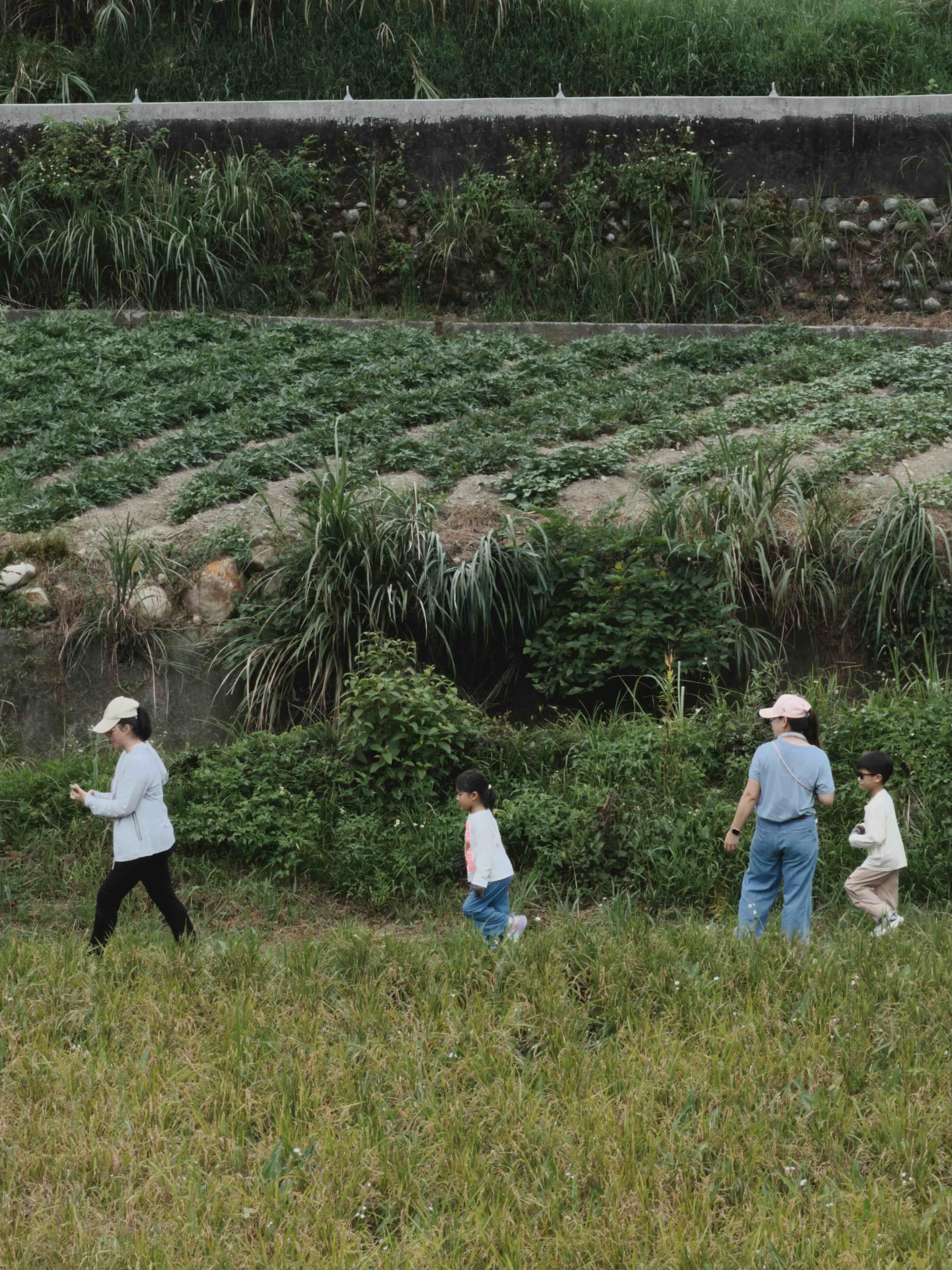 Ready to harvest